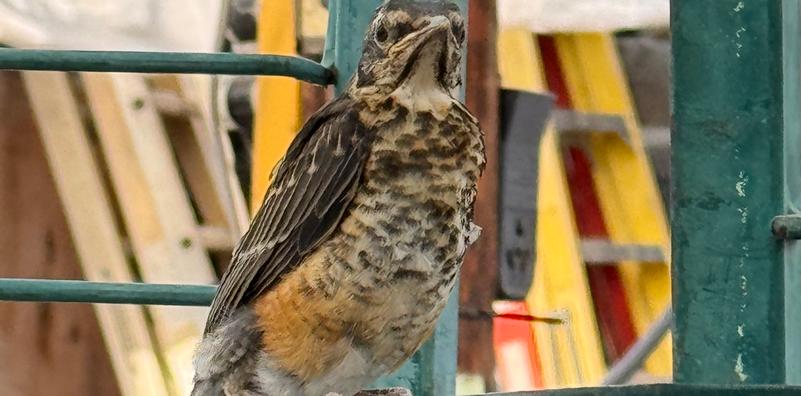 2027 Bird Report