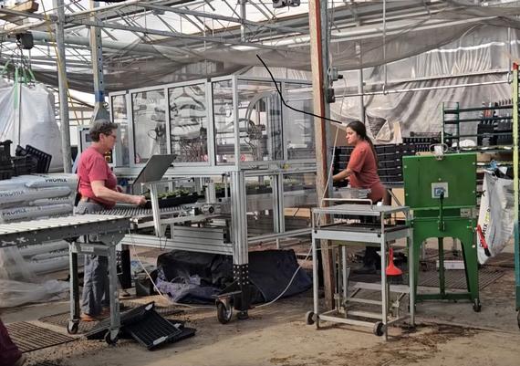 Transplantor in action