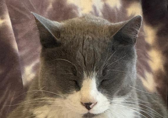 Zen Jack