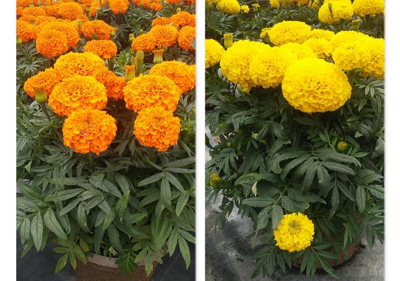 Marigolds Taishans