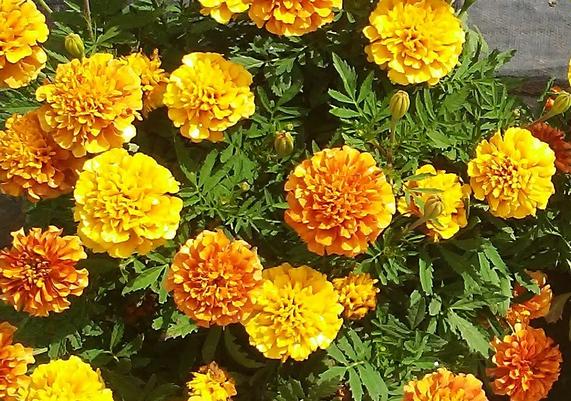 Marigolds Starwberry Blonde