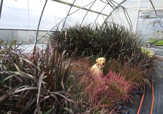 Pennisetum