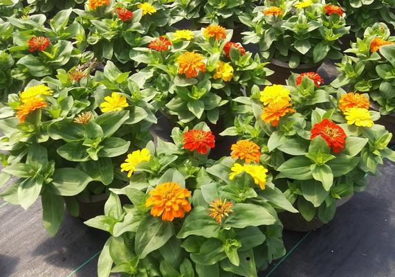 Zinnias