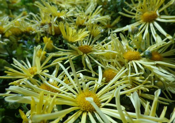 Mum Mammoth Yellow