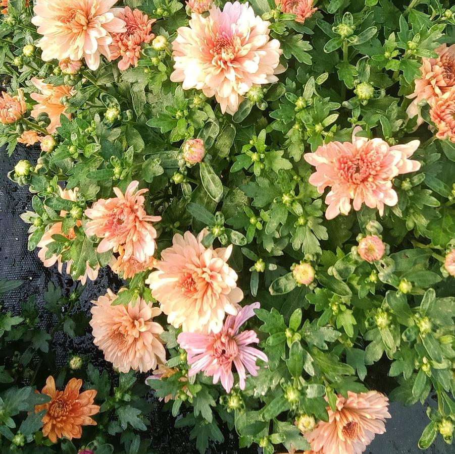 Mum Belgian 'Fonti Coral' - from Rush Creek Growers