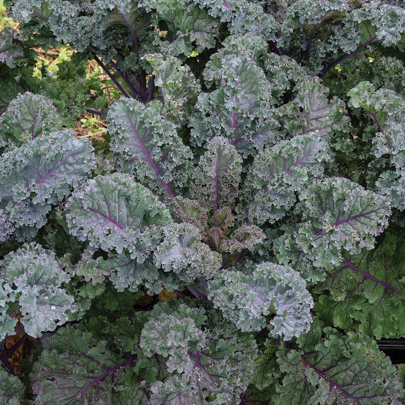 Kale 'Rubybor' - from Rush Creek Growers
