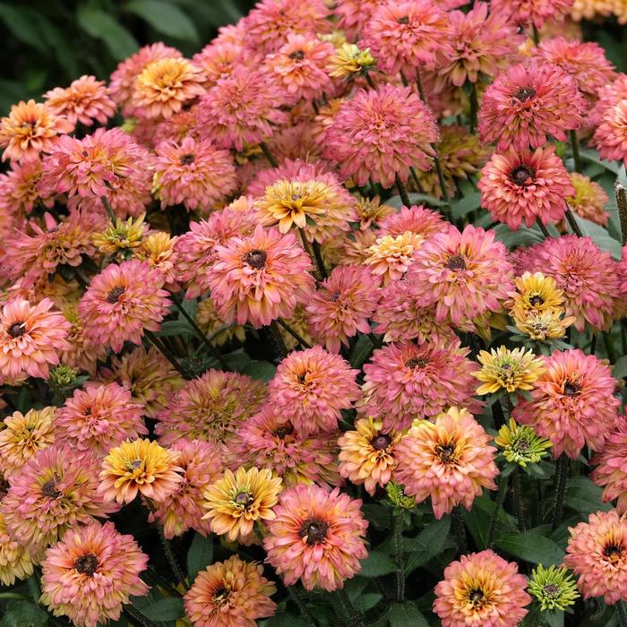 Echibeckia Summerina Glow&trade; Sugar Shake