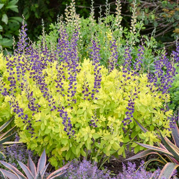 Baptisia 'Golden Anniversary' - False Indigo photo courtesy of Walters Gardens