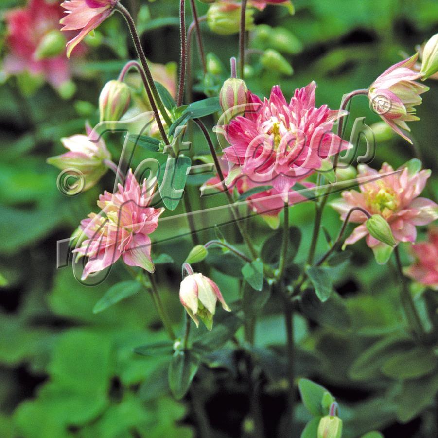 Aquilegia vulgaris 'Clementine Rose' - Columbine. Photo courtesy of Jelitto Seed.