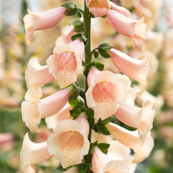 Digitalis purpurea 'Dottie Peach' - Foxglove, photo courtesy Ball Seed. 