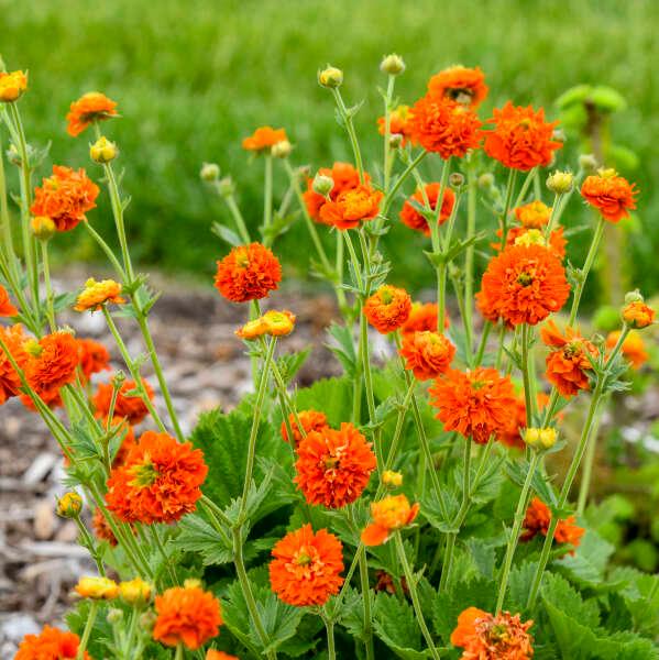 Geum 'Orange Pumpkin' - Avens Photo courtesy of Walters Gardens.