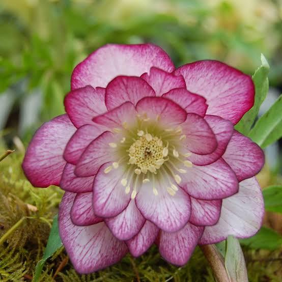 Helleborus Winter Jewels 'Peppermint Ice' - Lenton Rose, photo courtesy of Little Prince of Oregon Nursery.