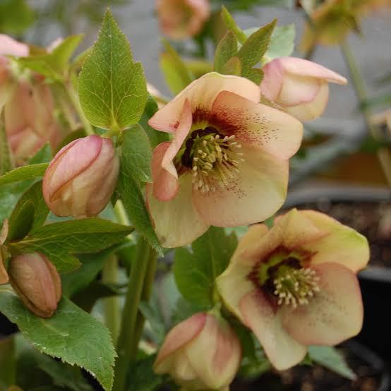 Helleborus Winter Jewels 'Apricot Blush' - Lenton Rose, photo courtesy of Little Prince of Oregon Nursery.