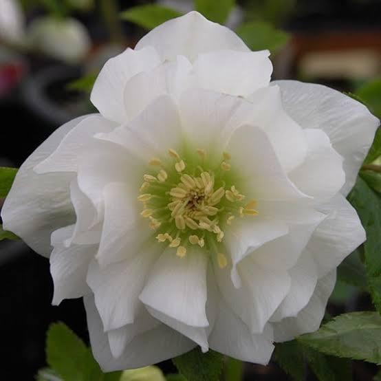 Helleborus Winter Jewels 'Sparkling Diamond' - Photo courtesy of Little Prince of Oregon Nursery.
