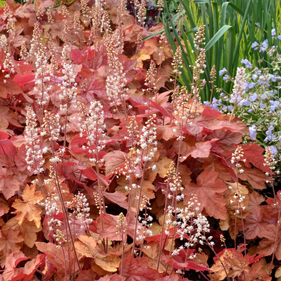 Heucherella 'Redstone Falls' - Foamy Bells, photo courtesy of TerraNova Nurseries, Inc.