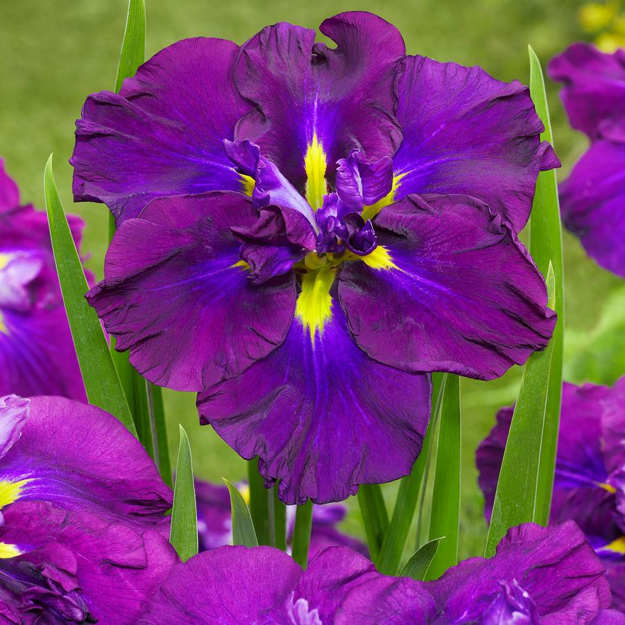 Iris enstata 'Dinner Plate™ Blueberry Pie' - Japanese Iris photo courtesy of Growing Colors.