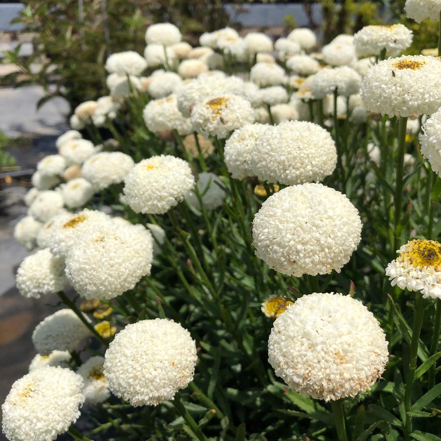 Leucanthemum superbum 'REALFOR® CC Real Tiny Bubbles' -photo courtesy of Plant Haven International. 