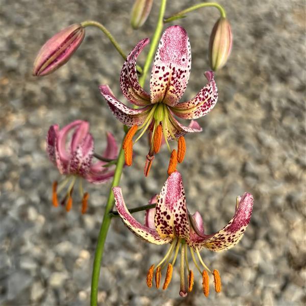 Lilium martagon 'Alberta Morning' -photo courtesy of Ball Seed.
