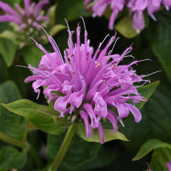 Monarda 'Beemine Lavender' - Bee Balm photo courtesy of Ball Seed.