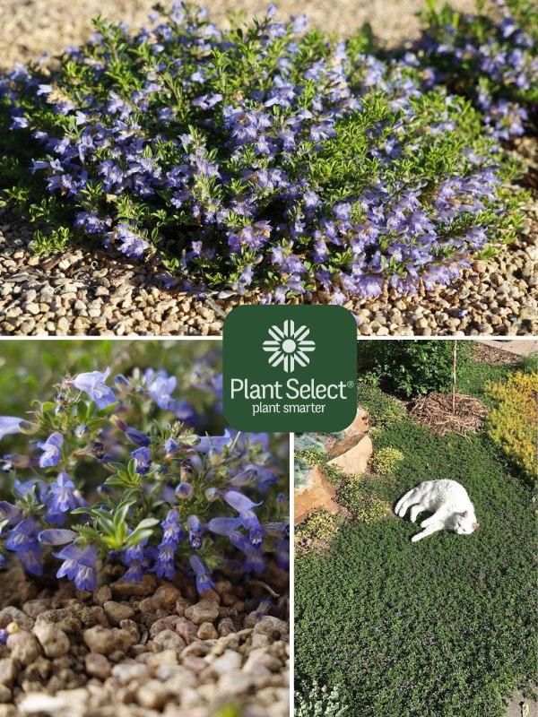 Penstemon caespitosus 'Waggon Wheel' - Bluemat Penstemon photo courtesy of Plant Select.