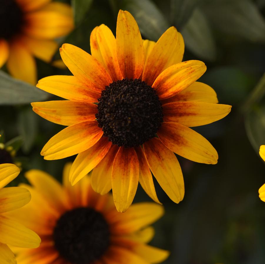 Rudbeckia 'Suntacular' - Black-Eyed Susan photo courtesy of Darwin Perennials.