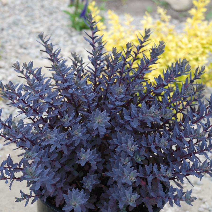 Sedum SunSparkler® 'Sapphire Tuffet' - Stonecrop, photo courtesy of Growing Colors.