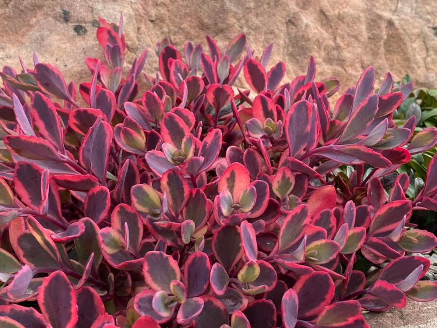 Sedum SunSparkler® 'Dazzling Dynamite' - Stonecrop photo courtesy of Garden Solutions. 