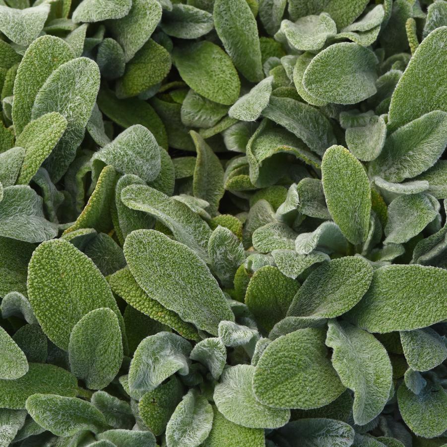 Stachys byzantina 'Little Lamb' - photo courtesy of Darwin Perennials.
