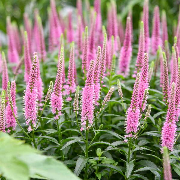 Veronica 'Jedi Gem' - Spike Speedwell photo courtesy of Walters Gardens, Inc.
