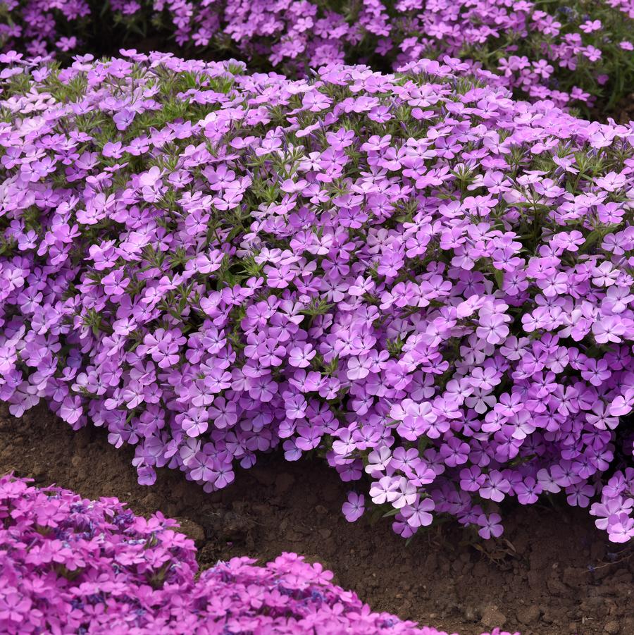 Phlox 'Candy Cloud™ Lavender' - photo courtesy of Darwin Perennials.