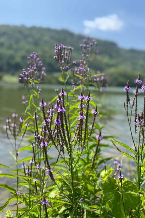 Verbena hastata - Blue Vervain photo courtesy of Prairie Moon Nursery.