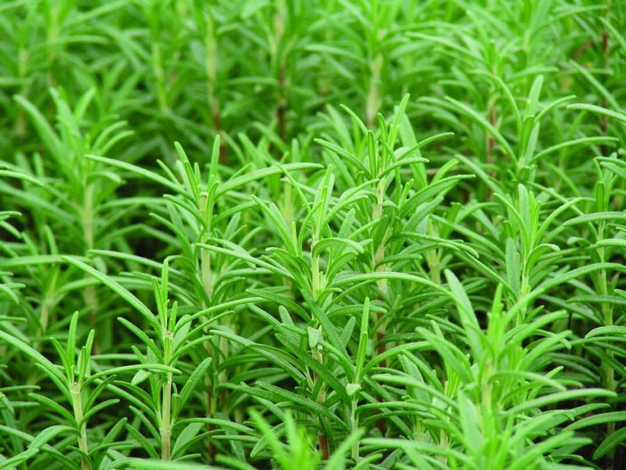 photo courtesy of quality cuttings