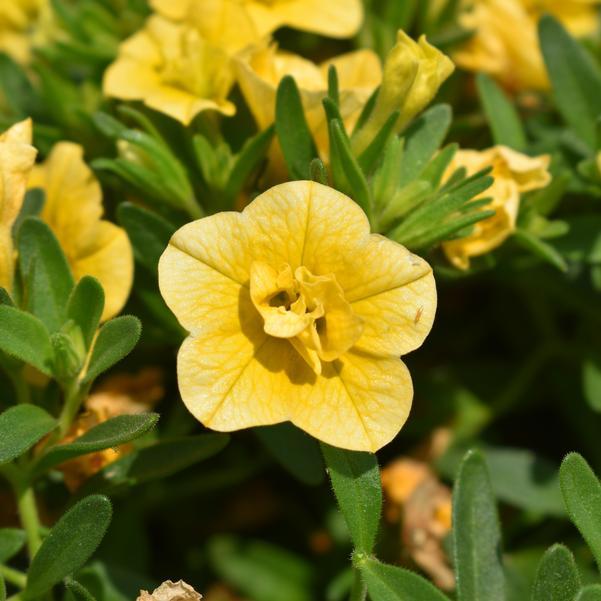 Photo courtesy of Penn State Flower Trials