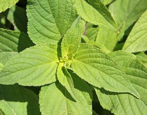 photo courtesy of UW horticulture extension