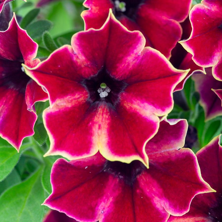photo courtesy of Quality Cuttings