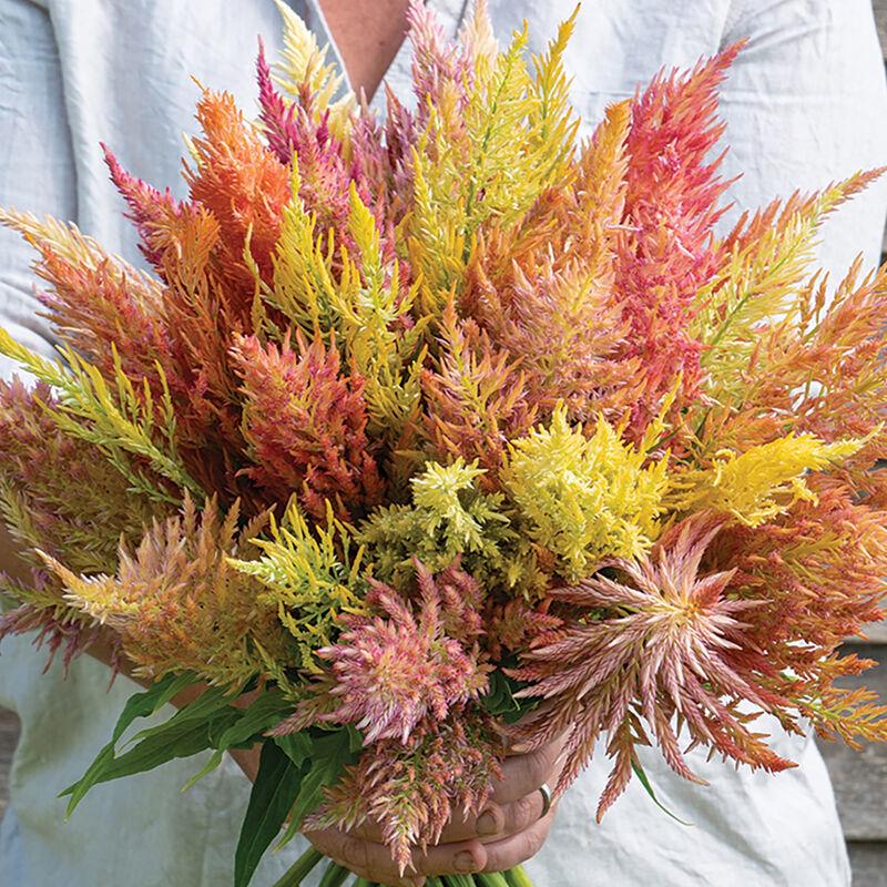 Photo Courtesy of Johnny's Selected Seeds