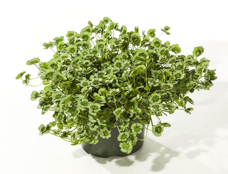 Photo courtesy of Green Fuse Botanicals