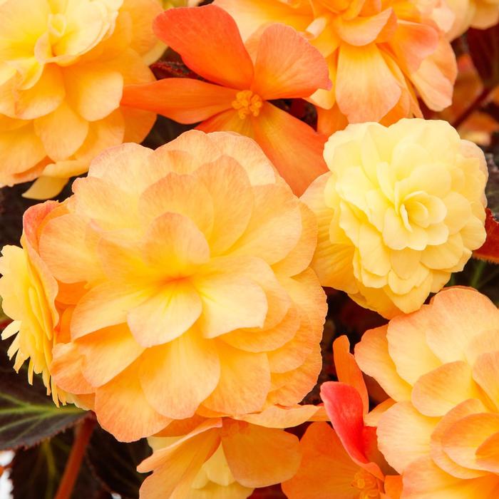 Begonia iCandy&trade; Sunset