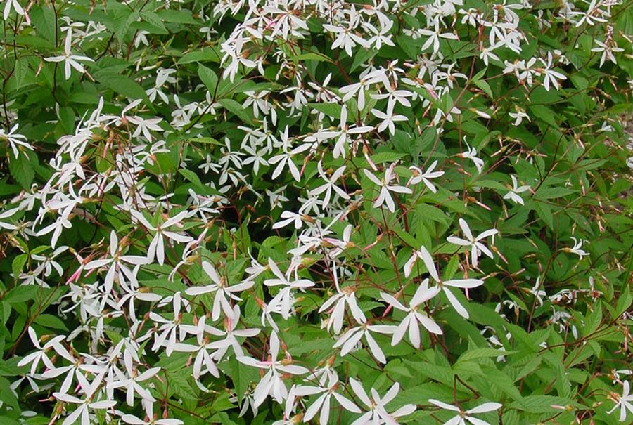 Gillenia trifoliata - Bowman's Root from Rush Creek Growers Photo courtesy of Stonehouse Nursery