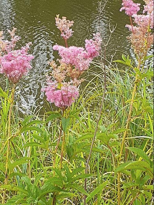 Filipendula rubra - Queen of the Prairie photo courtesy of Nancy Kilduski