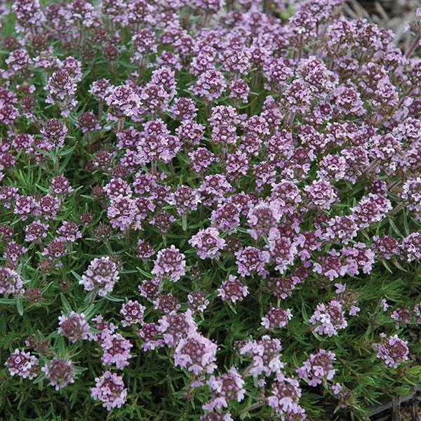 Thymus x 'Spicy Orange' - photo courtesy of Ball Seed
