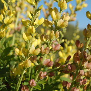 Photo courtesy of Creek Hill Nursery
