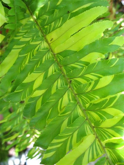 Photo courtesy of Hort Couture of FASHIONISTA FERN™ NEPHROLEPIS TIGER FERN