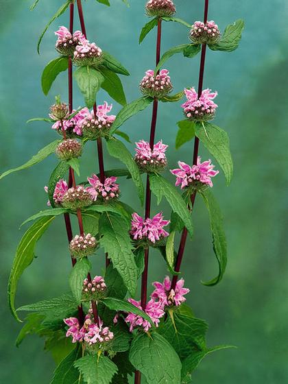 Photo courtesy Missouri Botanical Garden Plant Finder