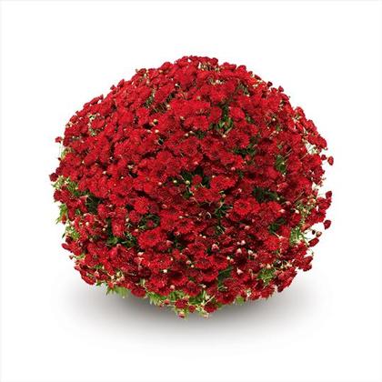 Photo courtesy of Gediflora