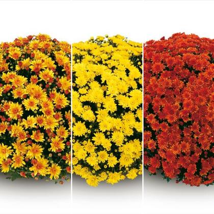 Photo courtesy of Gediflora Belgian Mums
