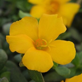 Portulaca 'PortoGrande Yellow' - from Rush Creek Growers