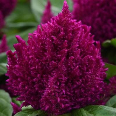 Photo courtesy of PanAmerican Seed