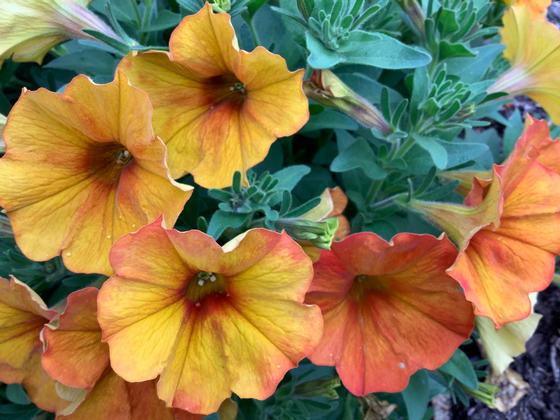 Petunia 'SuperCal® Premium Sunset Orange' - from Rush Creek Growers