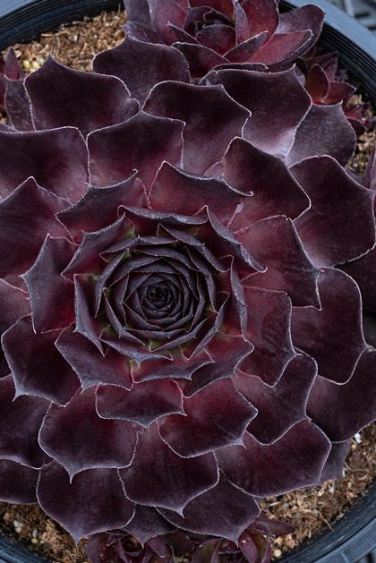 Photo courtesy of Plant Haven International